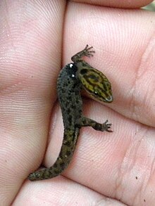 Sphaerodactylus macrolepis (cropped).jpg