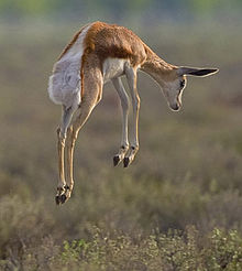 "Behaviour with a purpose": a young springbok stotting. A biologist might argue that this has the function of signalling to predators, helping the springbok to survive and allowing it to reproduce. Springbok pronk.jpg