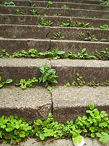 Weeds growing in the cracks of a concrete staircase (Epilobium roseum, Chelidonium majus, Oxalis corniculata, Plantago major) Stairs with weed.jpg