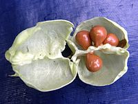 Capsulă de fruct deschisă, cu semințe
