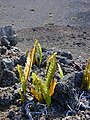 Polypodium pellucidum na Havaji