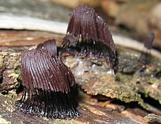 Stemonitis fusca (Stemonitida)