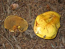 Suillus grevillei (Foto: Jean-Pol Grandmont)