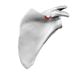 Suprascapular notch of left scapula03.png