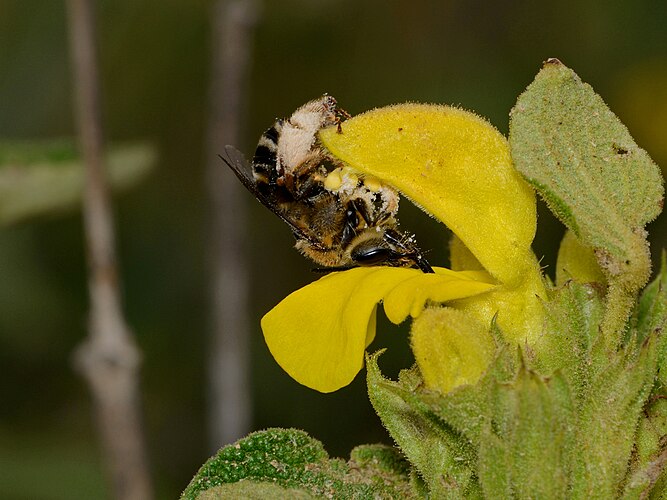 Пчела из рода Eucera опыляет цветок зопника клейкого (Phlomis viscosa). Гора Кармель, Израиль.