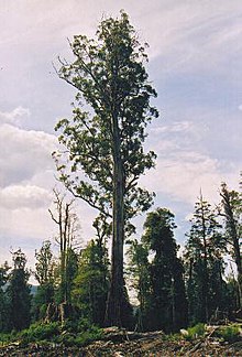 Tasmania logging 08 Mighty tree.jpg