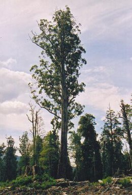 Karališkasis eukaliptas (Eucalyptus regnans)