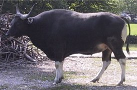 Bos javanicus (banteng)