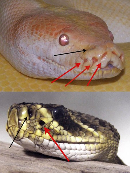 File:The Pit Organs of Two Different Snakes.jpg