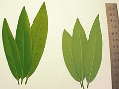 California bay leaf