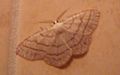 Idaea aversata (een spanner)