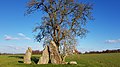 Menhirs d'Oppagne, Wéris (Belgien).