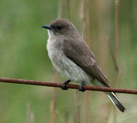 Ковтач світлочеревий (Prodotiscus regulus)