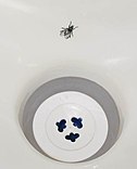 A urinal fly in Switzerland