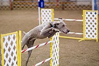 Weimaraner agility jump.jpg