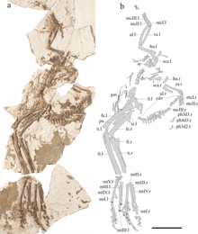 Xingtianosaurus holotype.png