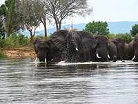משפחת פילים חוצה את נהר הזמבזי בזמביה באזור הזמבזי התחתון ליד צ'ירנדו