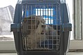 عکس از قفس نگهداری مخصوص سگ شیتزو