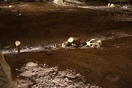 06 : Crânes d’ours, un os planté verticalement dans le sol.