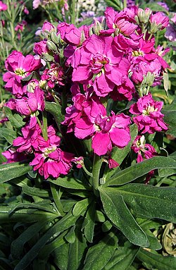 Välimerenleukoija (Matthiola incana)