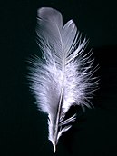 A closeup of a white feather