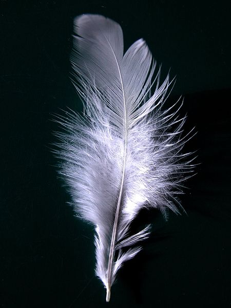 Ficheiro:A single white feather closeup.jpg