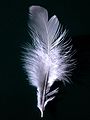 Image 25 Feather Feathers are one of the epidermal growths that form the distinctive outer covering, or plumage, of birds. They are the outstanding characteristic that distinguishes the class Aves from all other living groups. More selected pictures