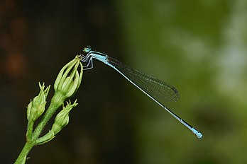 Aciagrion occidentale, uma espécie de donzelinha nativa da Ásia. (definição 4 285 × 2 856)