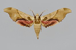 Adhemarius globifer