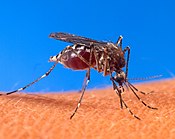 Aedes aegypti, vektor terthen dengue