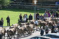 Almabtrieb, Obermaiselstein