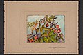 Alectryon excelsum by Harriet Amelia Greenwood