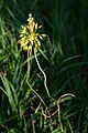 Gelb-Lauch (Allium flavum)