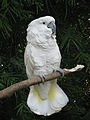 Angel, the late resident Cockatoo