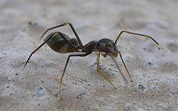 An ant-mimicking jumping spider