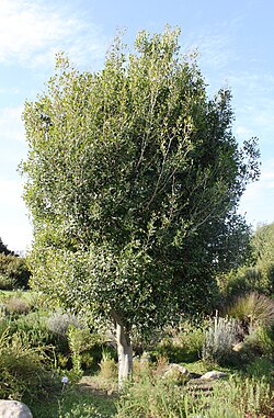 Apodytes dimidiata tree - Cape Town 77.jpg