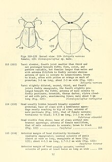 A page from "Aquatic dryopoid beetles (Coleoptera) of the United States" by Harley P. Brown.