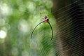 Araignée à cornes de Thaïlande (Macracantha arcuata)