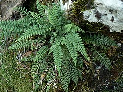 Asplenium fontanum