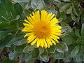 ......... (Asteriscus sericereus) Inuleae, Asteroideae, Asteraceae