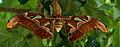 Atlas_moth_by_N_A_Nazeer