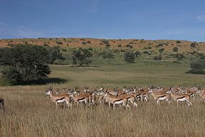 Die loop van die Auobrivier, 'n sytak van die Nossob