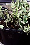 Awa Pythium Root Rot - увядание молодых растений.jpg