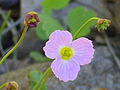 Baldellia ranunculoides