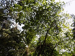 Description de l'image Bauhinia Picta -Arbre.jpg.