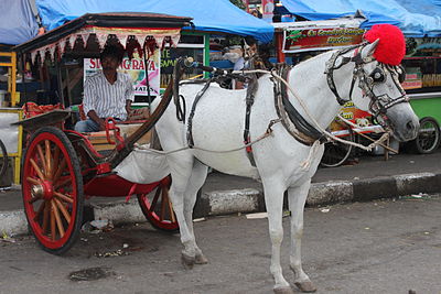 Bendi bakudo, kereta kuda tradisional Minangkabau di jalanan Kota Bukittinggi, Sumatera Barat