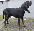 3 / Black and Tan Coonhound