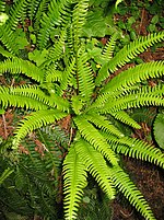 Miniatura para Blechnum spicant