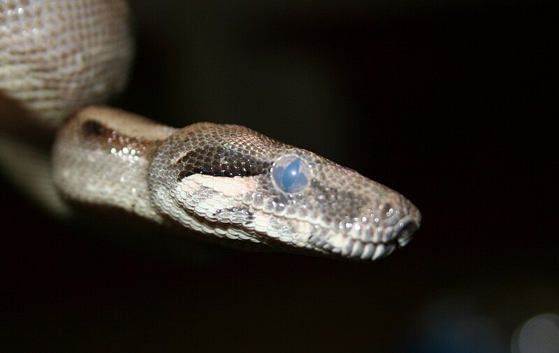 800px-Boa_constrictor_shed_cycle_opaque_eye.jpg