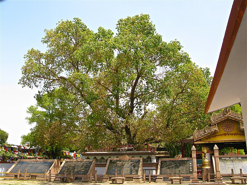 Pohon Bodhi di Taman Rusa Isipatana, Sarnath, Varanasi (Benares), India, Tempat pertama kali Buddha Sakyamuni (Gotama) membabarkan khotbah pertamanya. Tampak lempengan granit bertuliskan isi Dhamma Chakka Pavattana Sutta dalam berbagai bahasa. 